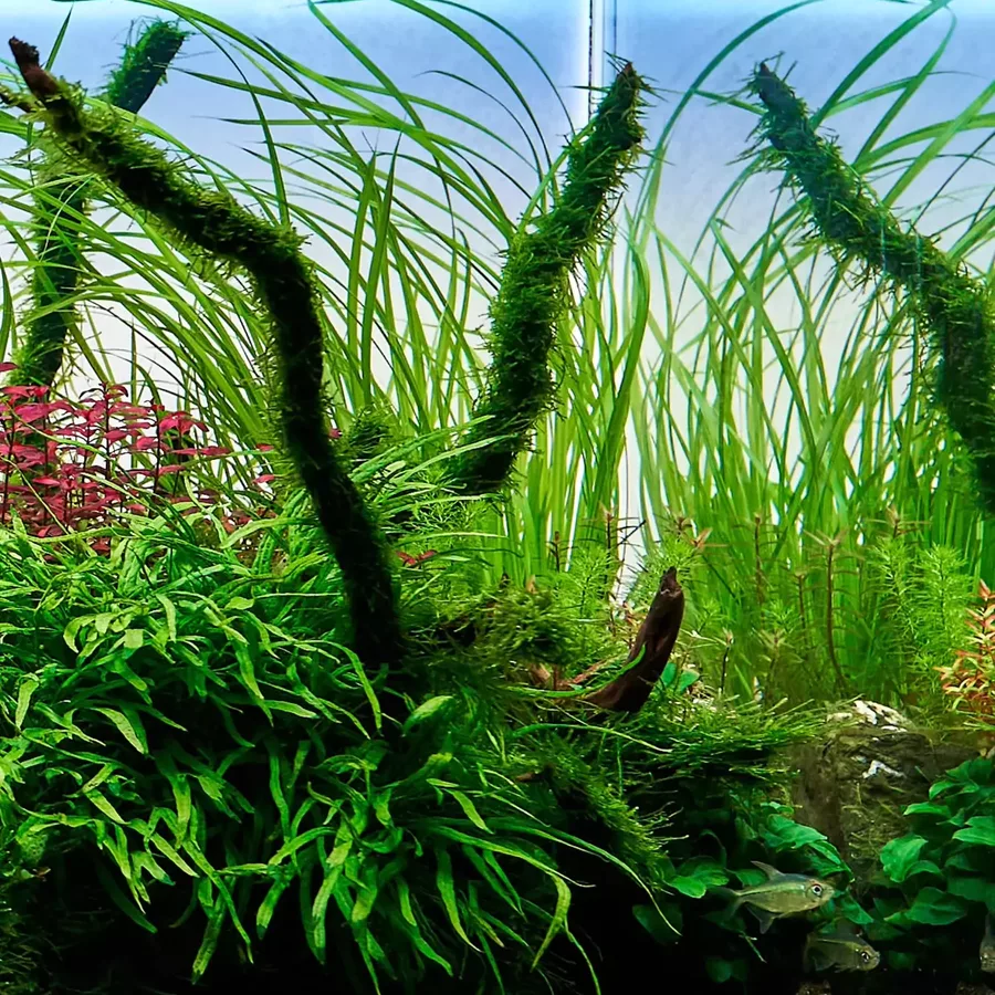 cyperus-helferi-sklep2