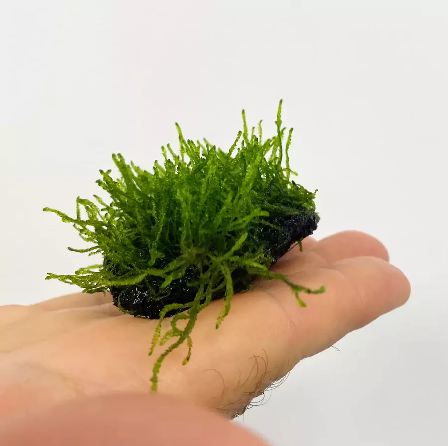 Mech Flame moss do akwarium