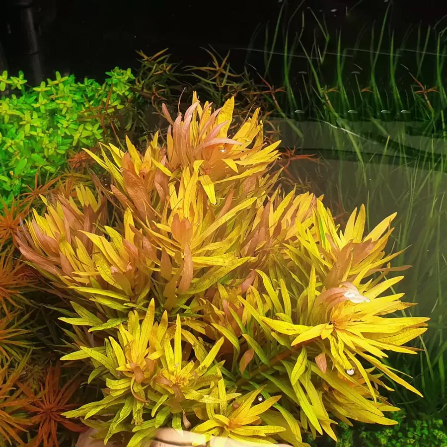 nesaea gold