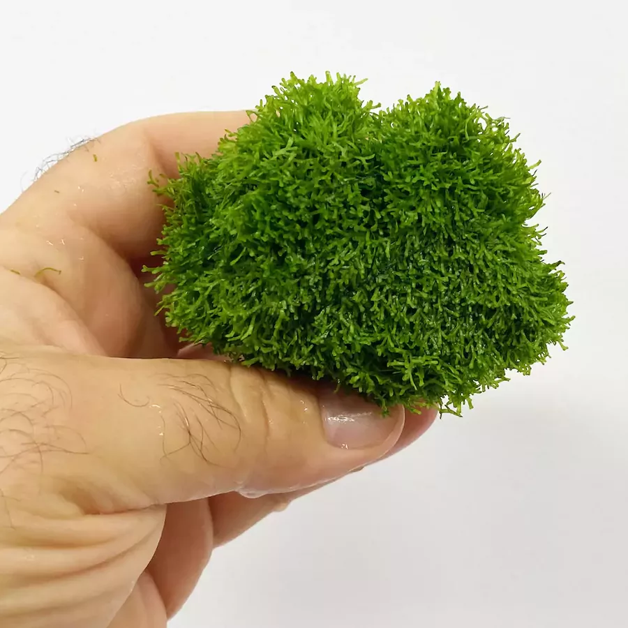 wglebka-riccia-fluitans