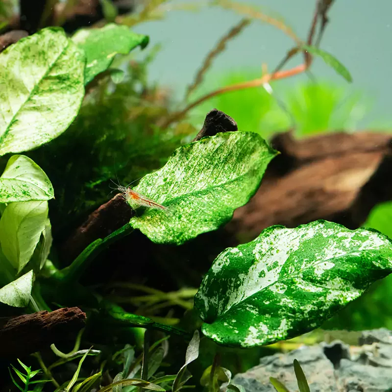 Anubias pinto w sklepie ro�liny akwariowe