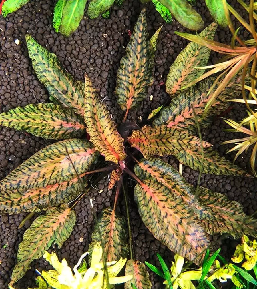 Cryptocoryne nurii - sklep ro�liny akwariowe