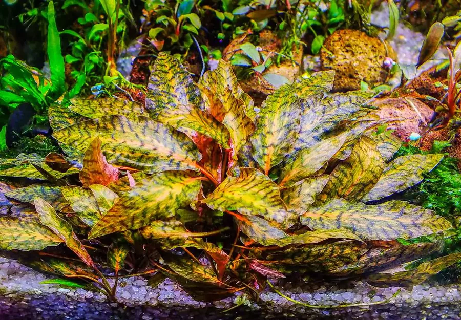 Cryptocoryne nurii - wysy�ka ro�lin akwariowych