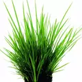 Acorus decor - RA koszyk du�y XXL