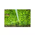 ADA - Phyton Git SOL preparat na glony i sinice [100ml]