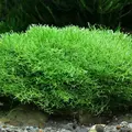 ADA Riccia Line