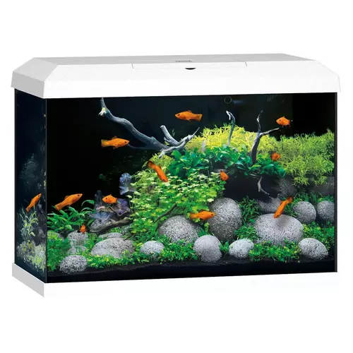 Akwarium Juwel Primo 70 LED 2.0 bia�e