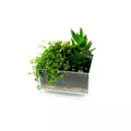 Akwarium Levitate Natural PURE [30x30x45cm]