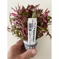 Alternanthera Bettzickiana red - RA koszyk XXL