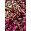 Alternanthera Bettzickiana red - RA koszyk XXL