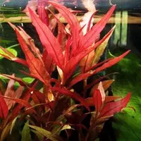 Alternanthera cardinalis - RA koszyk duży XXL