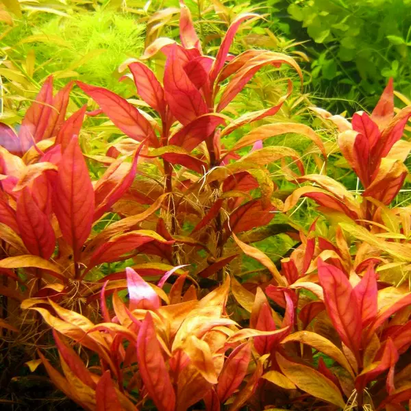 Alternanthera lilacina - RA koszyk XXL
