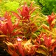 Alternanthera lilacina - RA koszyk XXL