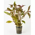 Alternanthera lilacina - RA koszyk XXL