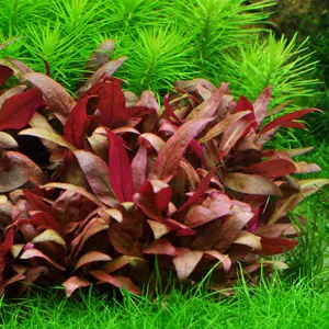 Alternanthera reineckii Mini (in-vitro) puszka 7cm (por...