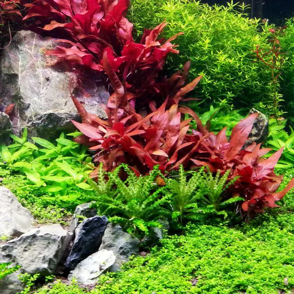 Alternanthera reineckii Mini - RA koszyk du�y XXL