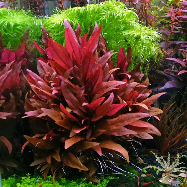 Alternanthera reineckii - RA koszyk XXL