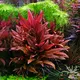 Alternanthera reineckii - RA koszyk XXL