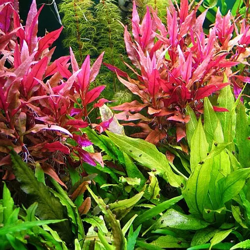 Alternanthera rosaefolia - RA koszyk XXL