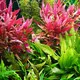 Alternanthera rosaefolia - RA koszyk XXL