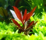 Alternanthera rosaefolia - RA koszyk XXL