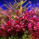Alternanthera rubra - RA koszyk XXL
