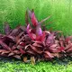 Alternanthera sessilis rubra - RA koszyk du�y XXL