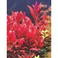 Alternanthera splendida - (in-vitro) puszka 10cm XXL