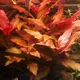 Alternanthera splendida - RA koszyk du�y XXL