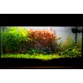 Alternanthera splendida - RA koszyk du�y XXL