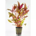 Alternanthera splendida - RA koszyk du�y XXL