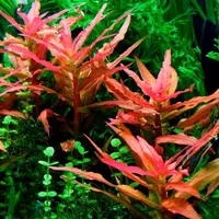 Ammania gracilis (Ammania wysmuk�a) in-vitro puszka 10cm XXL