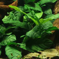 Anubias barteri Coffeefolia (Anubias kawolistny) - RA koszyk XXL