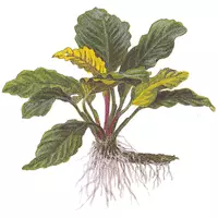 Anubias barteri Coffeefolia (Anubias kawolistny) - TROPICA (koszyk)