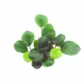 Anubias barteri Coin leaf (Anubias okr�g�olistny) - TROPICA (koszyk)