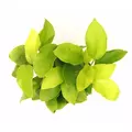 Anubias barteri nana GOLDEN - RA koszyk