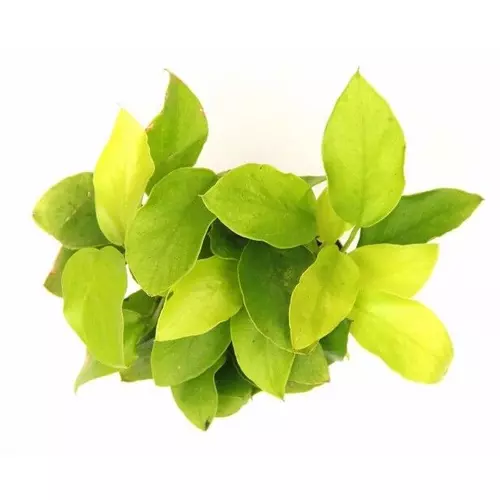 Anubias barteri nana GOLDEN - RA koszyk