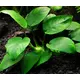 Anubias barteri - RA koszyk
