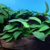 Anubias barteri var. barteri TROPICA (koszyk)