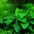 Anubias barteri var. nana Large - TROPICA (koszyk)