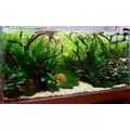 Anubias barteri var. nana - na korzeniu (z przyssawk�)