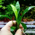 Anubias congensis - RATAJ (koszyk)
