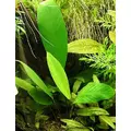 Anubias congensis - RATAJ (koszyk)