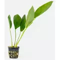 Anubias congensis - RATAJ (koszyk)