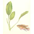 Anubias congensis - RATAJ (koszyk)