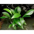 Anubias congensis - RATAJ (koszyk)
