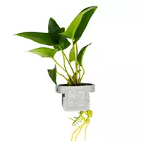 Anubias gracilis (Anubias wysmuk�y) - TROPICA (klips)