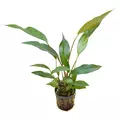 Anubias lanceolata - RA koszyk XXL