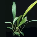 Anubias lanceolata - RA koszyk XXL