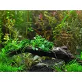 Anubias nana pangolino - IN koszyk